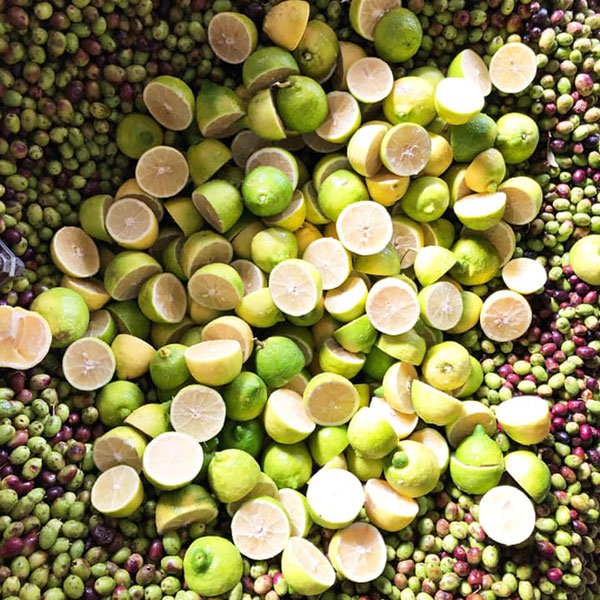 Gemeinsame Pressung von Oliven und Zitronen