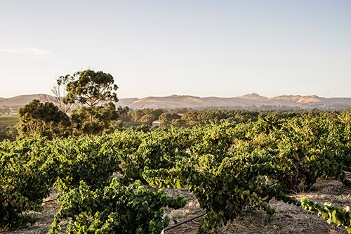 Weingut im Barossa Valley bei Sonnenaufgang