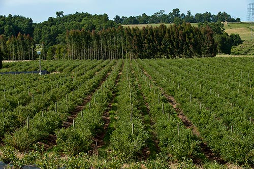 Weinanbaugebiet Chile