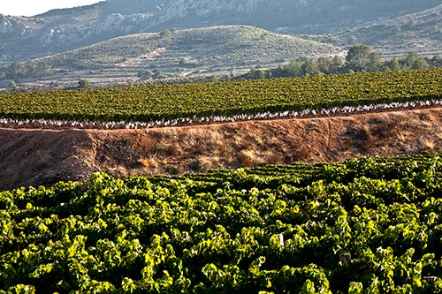 Weinanbaugebiet für Vino (ehemals Tafelweine) in Alicante